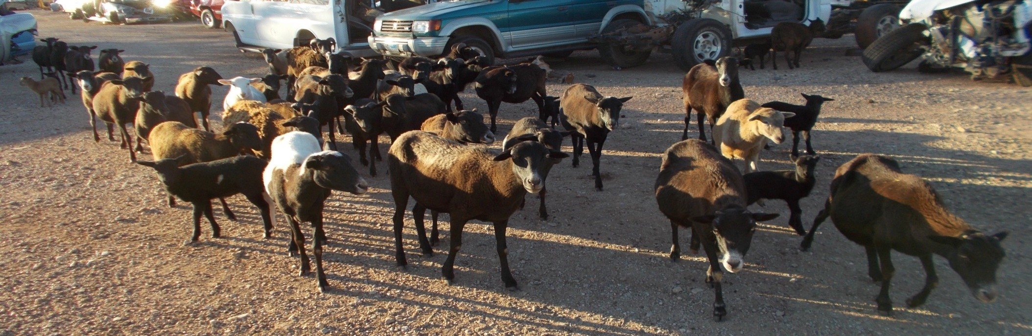 Goats at Mike's Wrecking